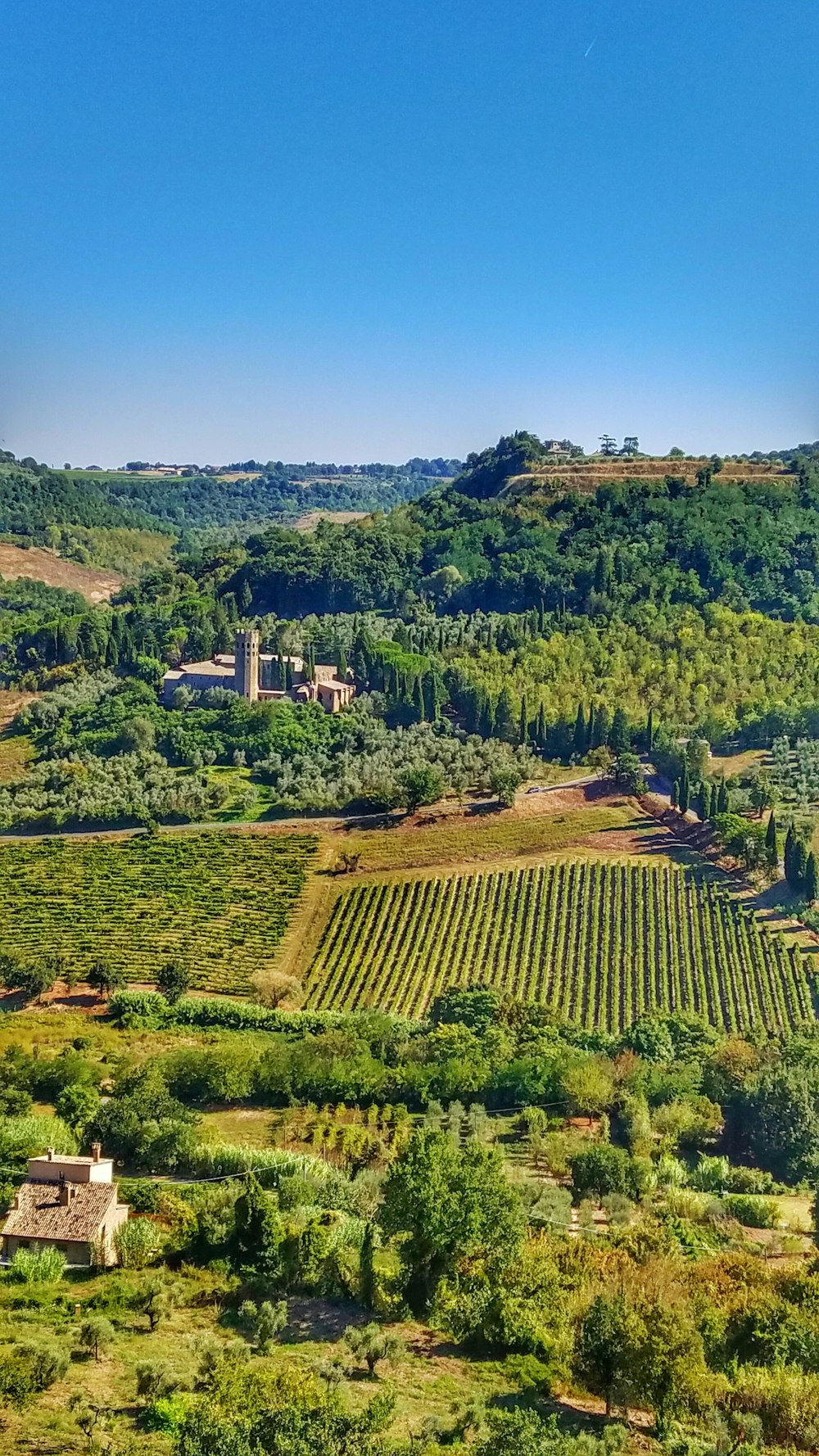 green trees and brown field during daytime