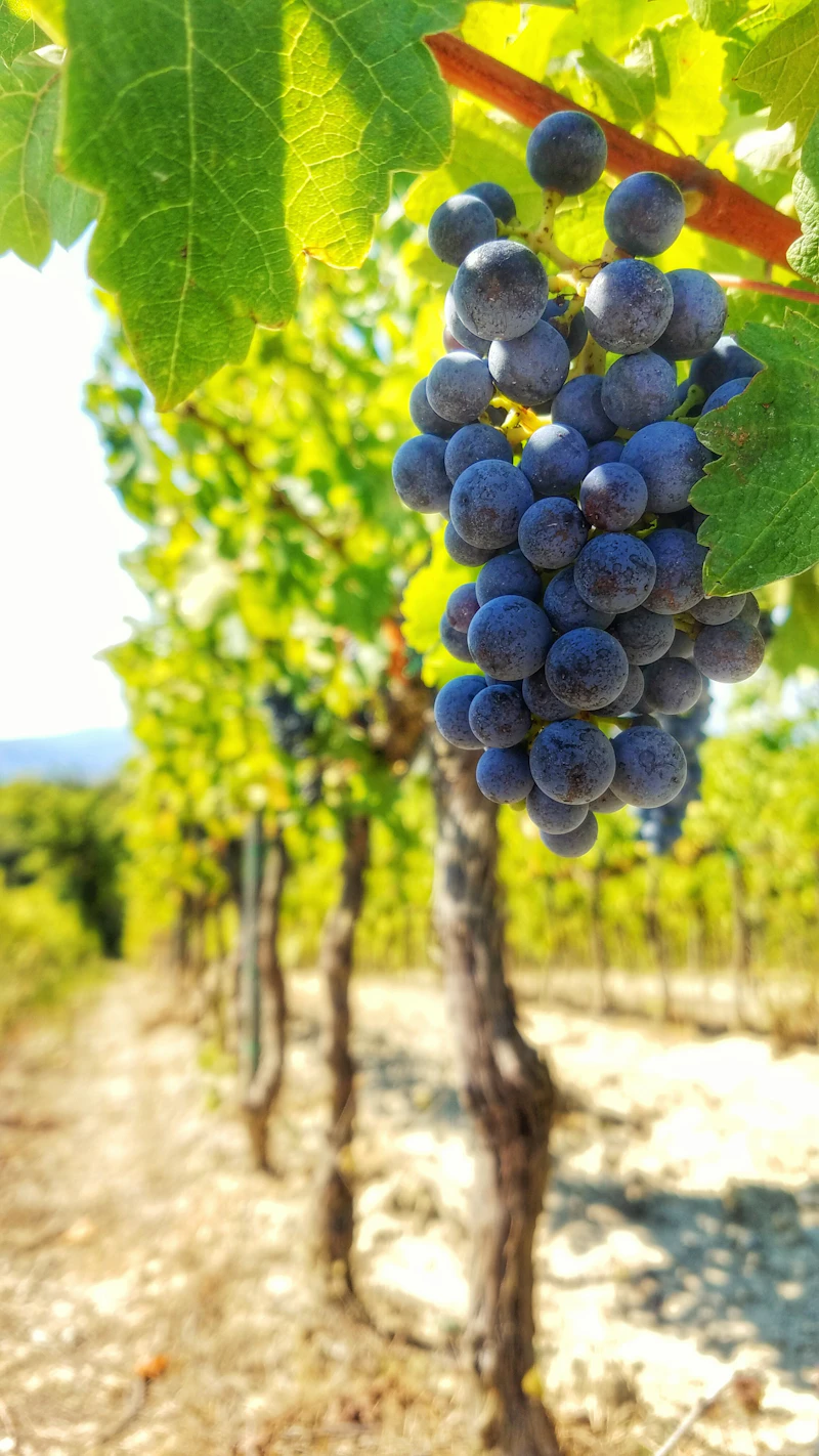 Detalle de uvas para análisis de daño