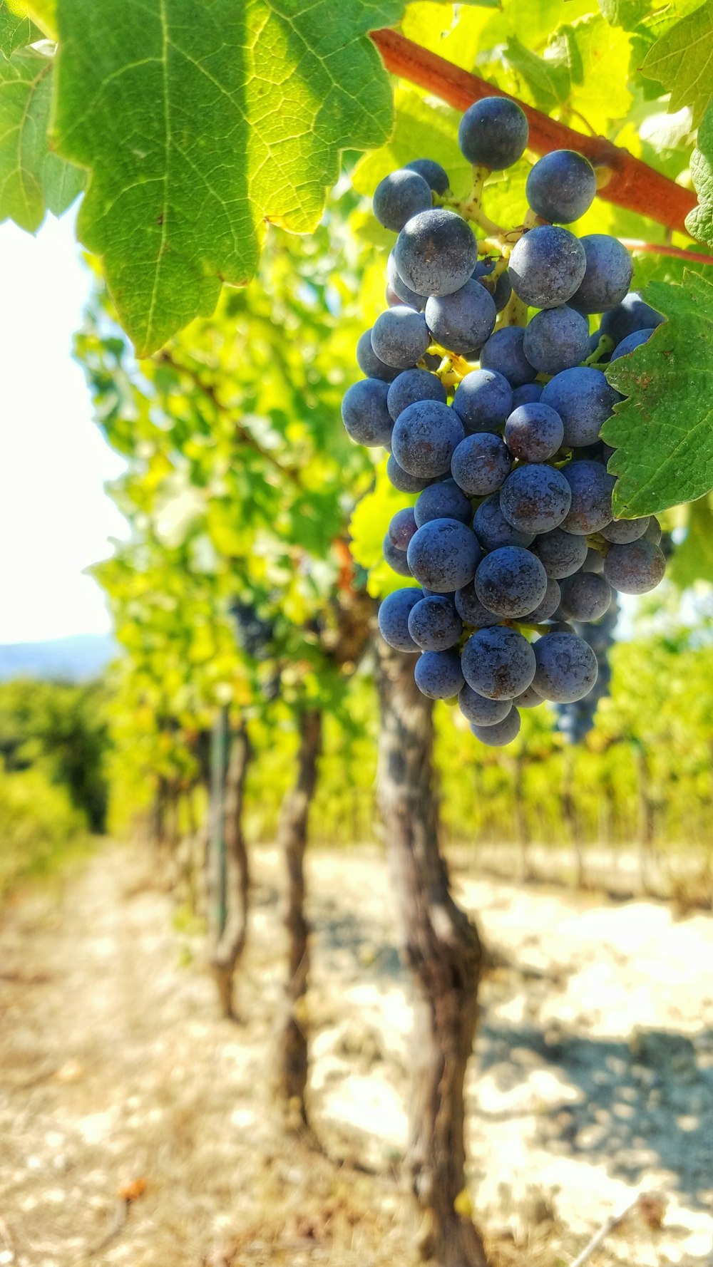 Frutos redondos azules en el árbol durante el día