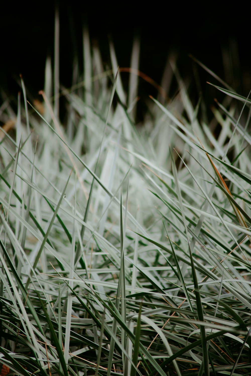 green grass in close up photography