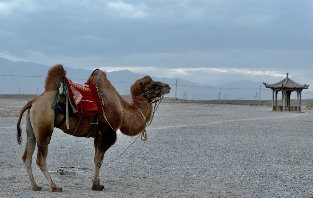 brown camel walking on gray sand during daytime