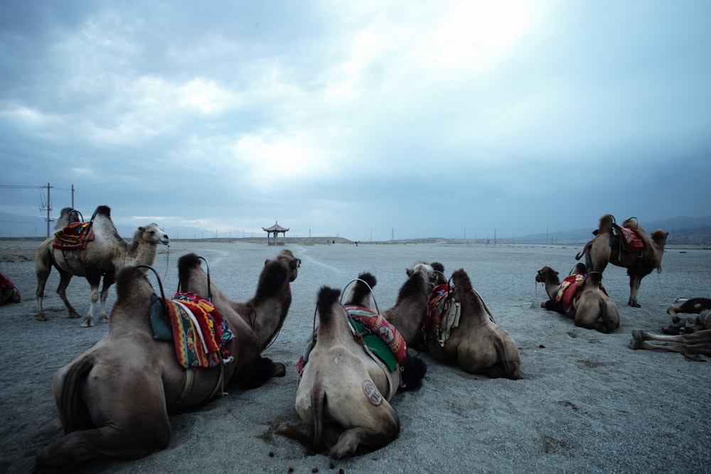 cammelli sulla spiaggia durante il giorno