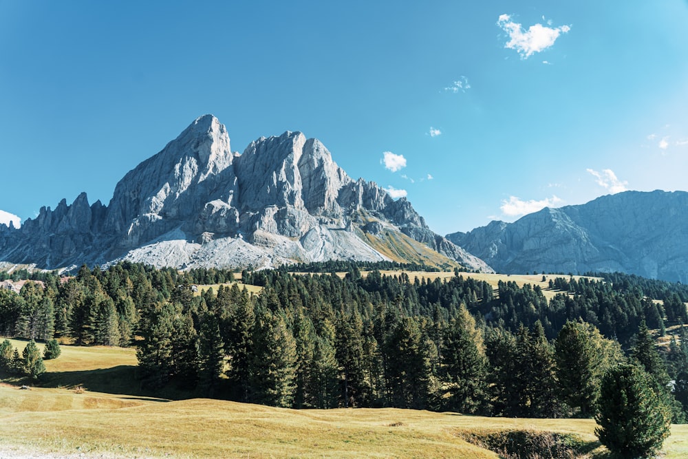 green pine trees near snow covered mountain under blue sky during daytime