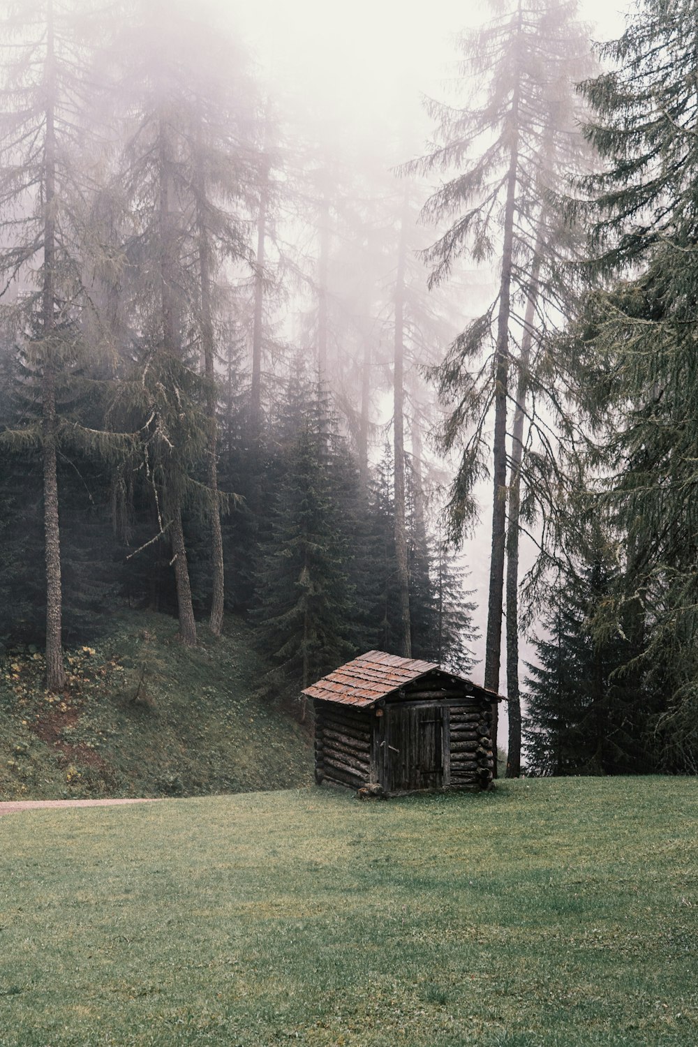 brown wooden house in the middle of forest