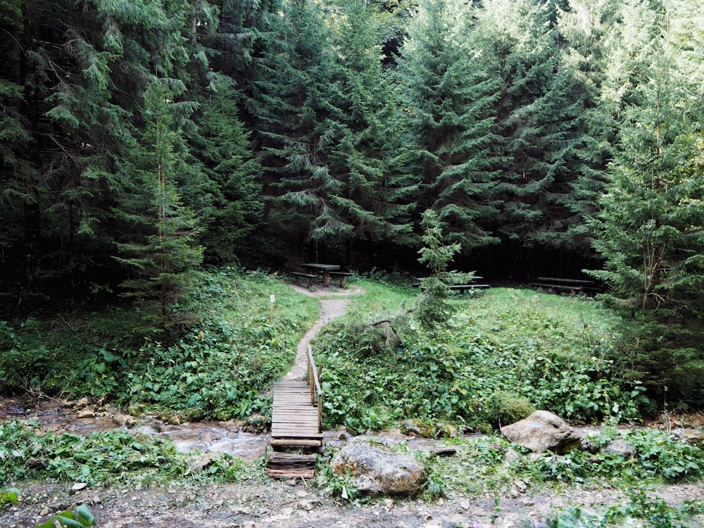 brown wooden pathway in the middle of green trees