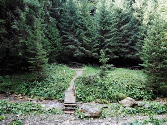 brown wooden pathway in the middle of green trees in Canionul Sapte Scari (Seven Ladders Canyon) Romania