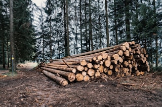 brown wood logs on brown dirt road