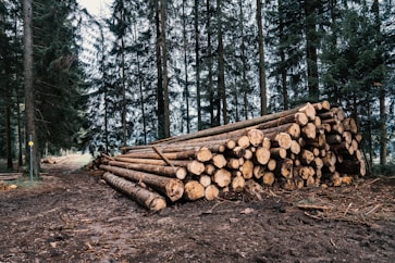 brown wood logs on brown dirt road