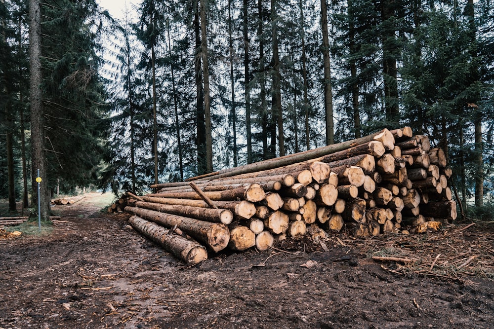 brown wood logs on brown dirt road