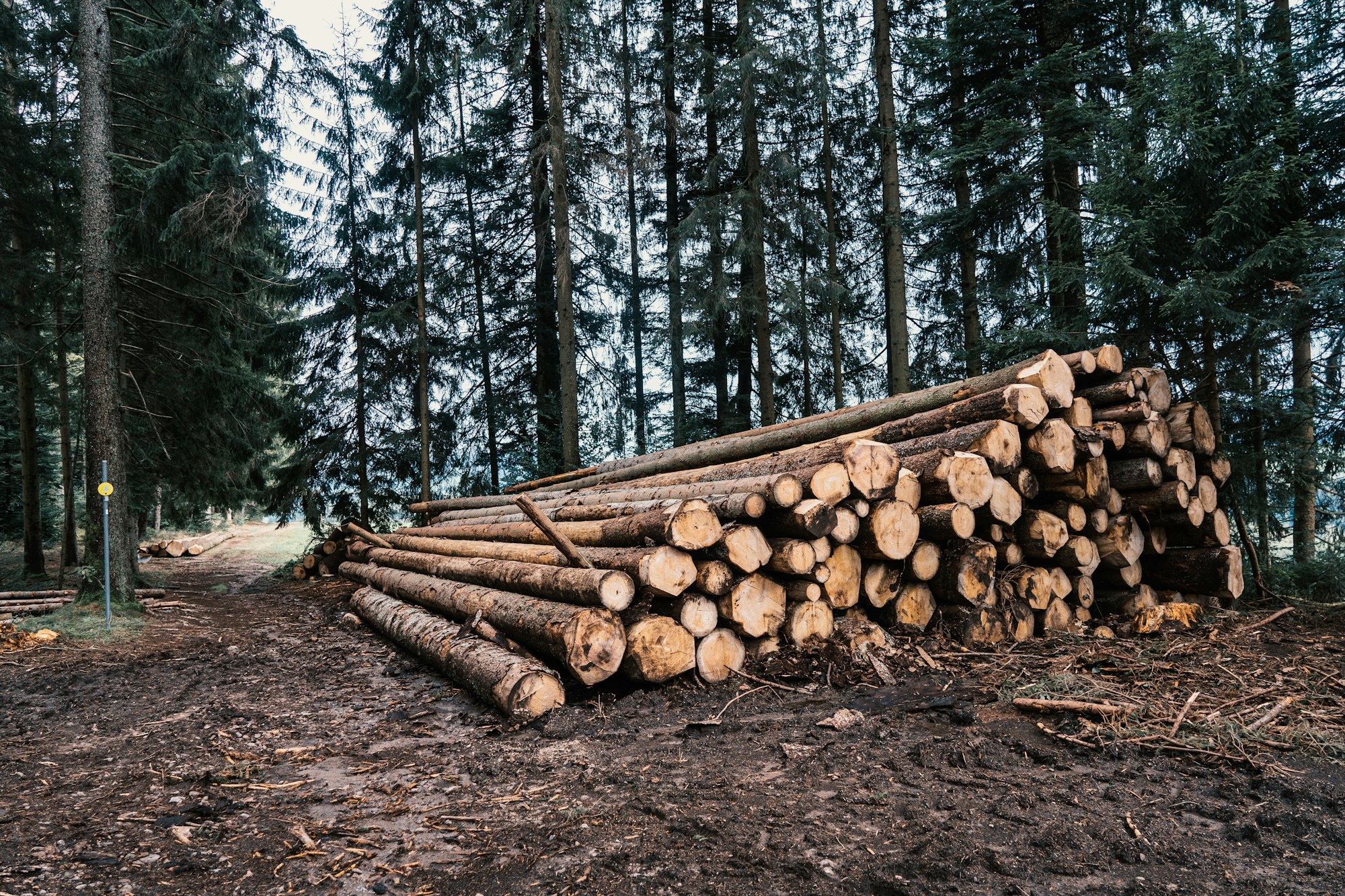 Sustainable Forestry: How to Harvest Timber Responsibly