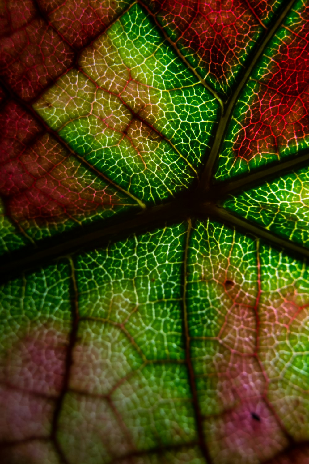 green and red leaf in close up photography