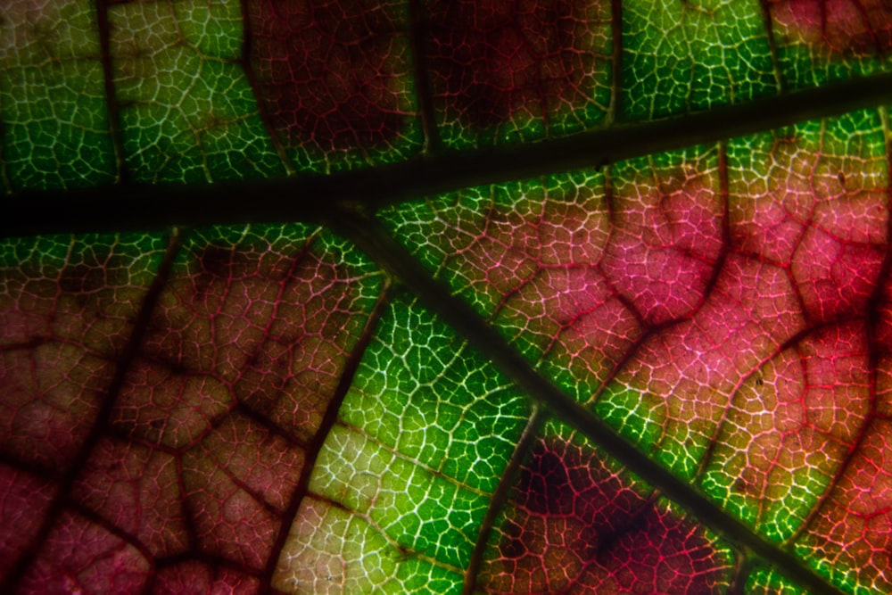 green and red leaf in close up photography