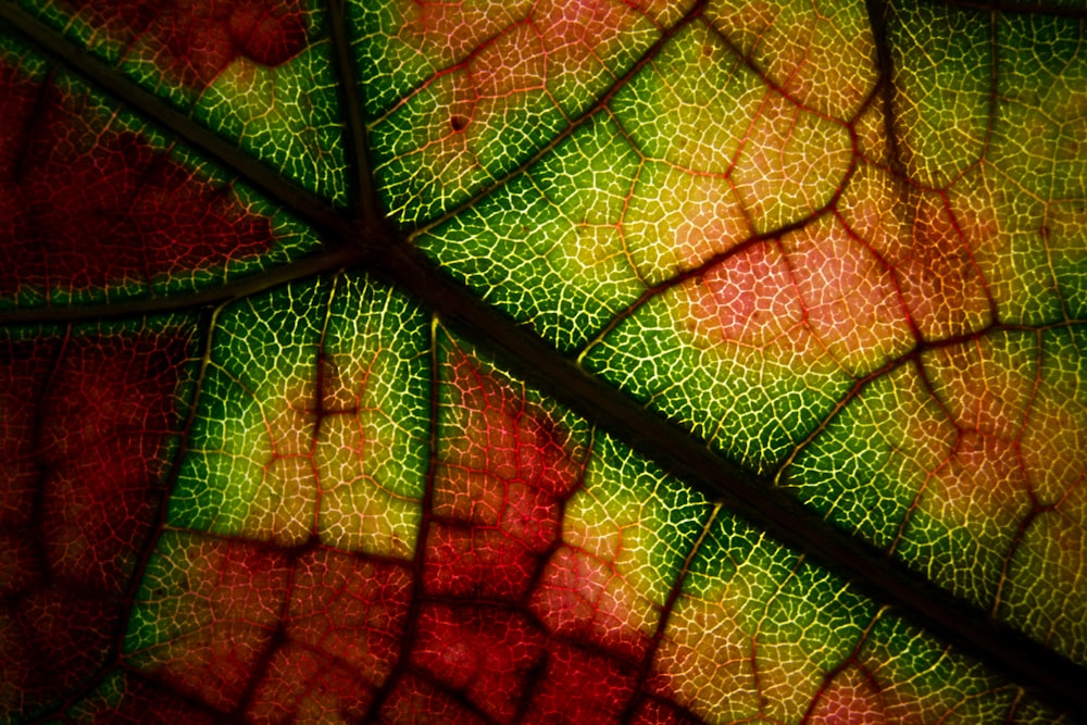 red and green leaf in close up photography