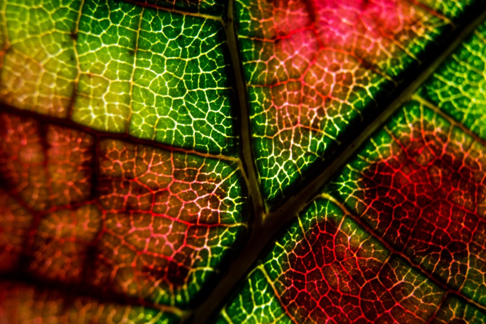green and red leaf in close up photography