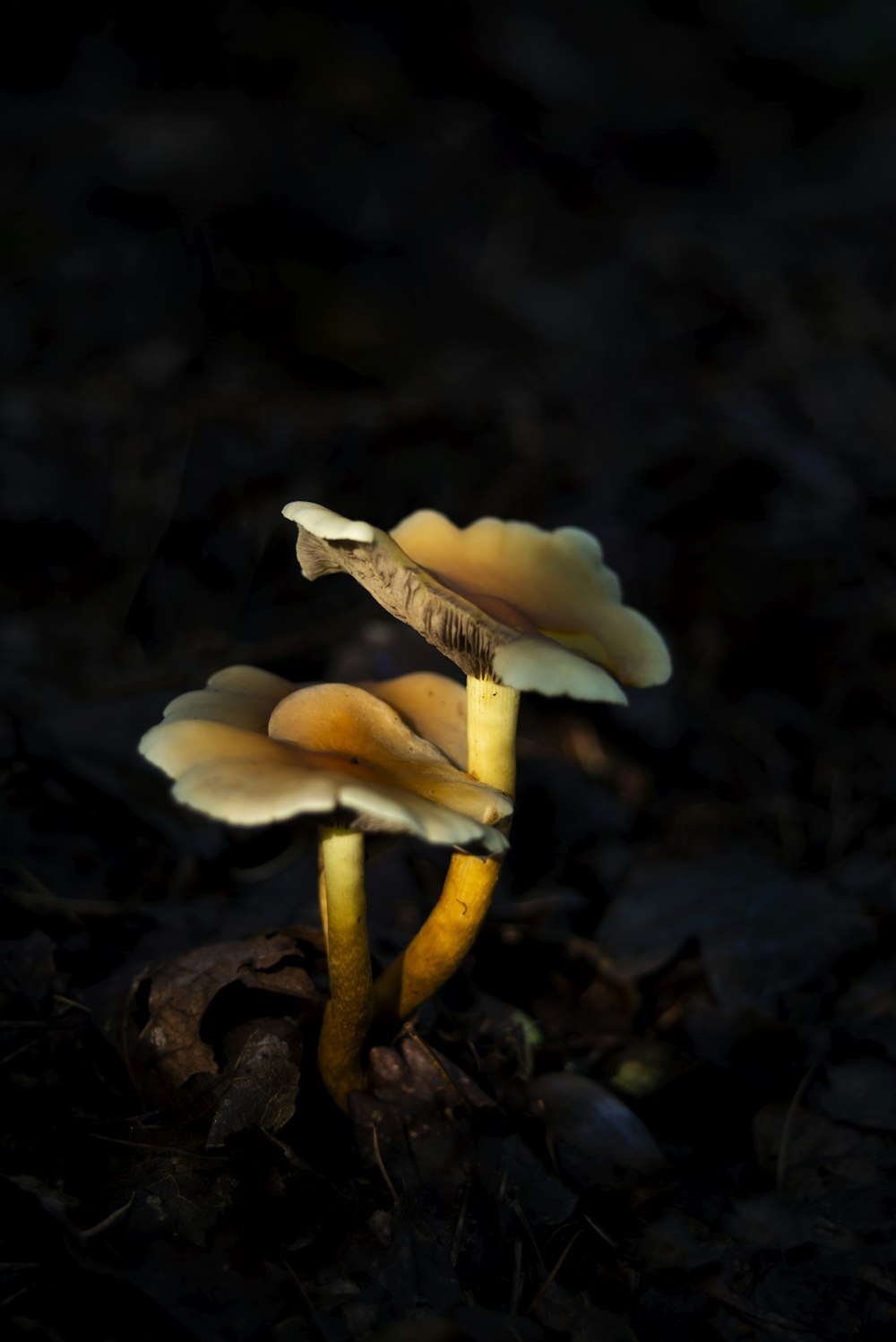 white mushroom in close up photography