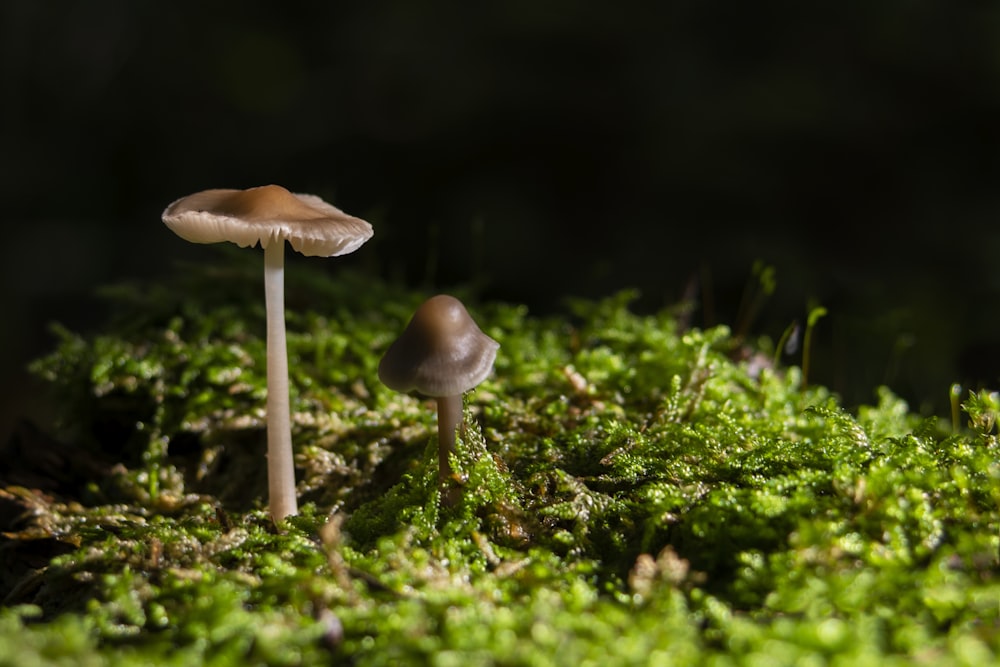 brown mushroom on green grass during daytime