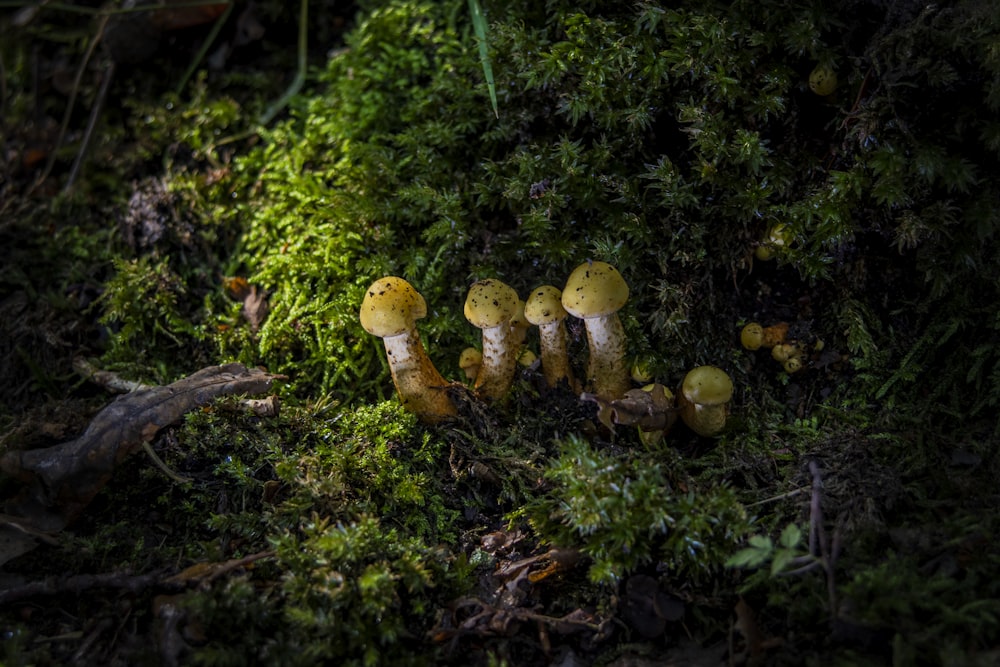 brown mushrooms on green grass during daytime