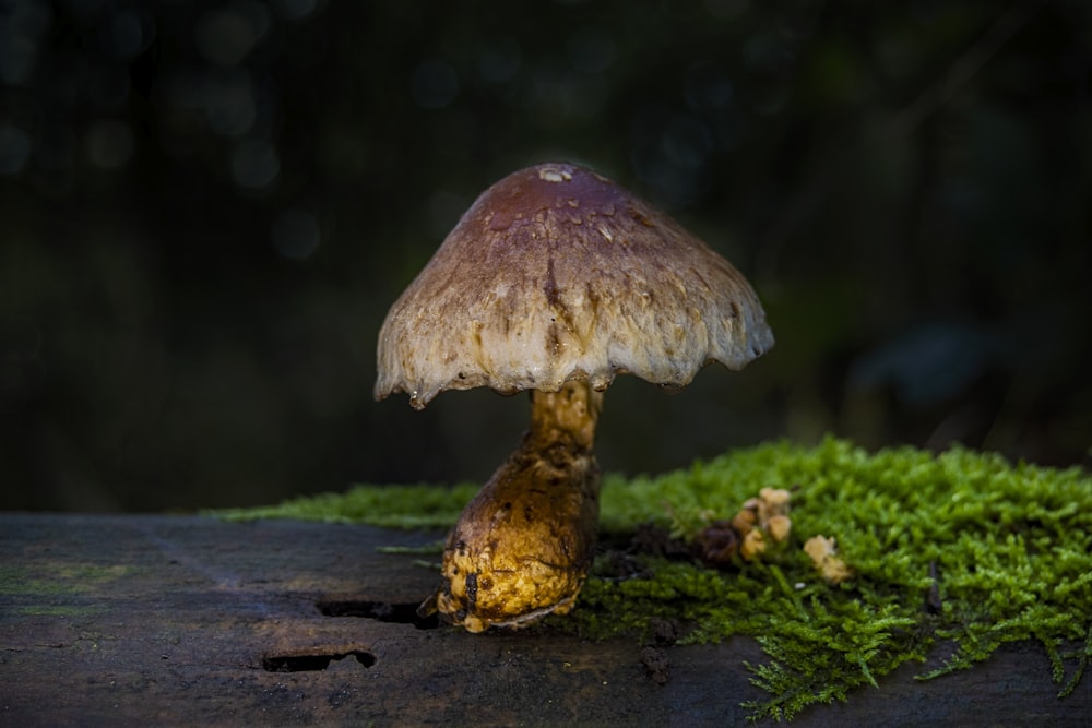 brown mushroom on green moss