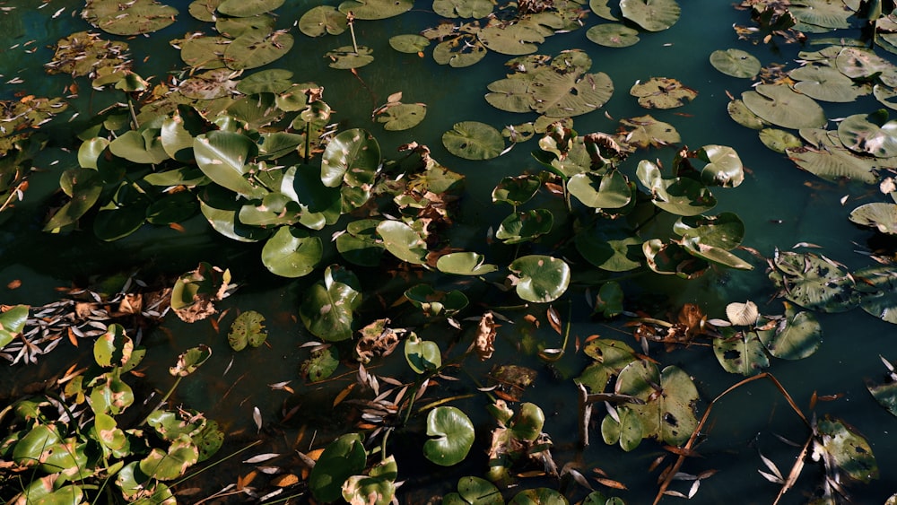 green water lilies on water