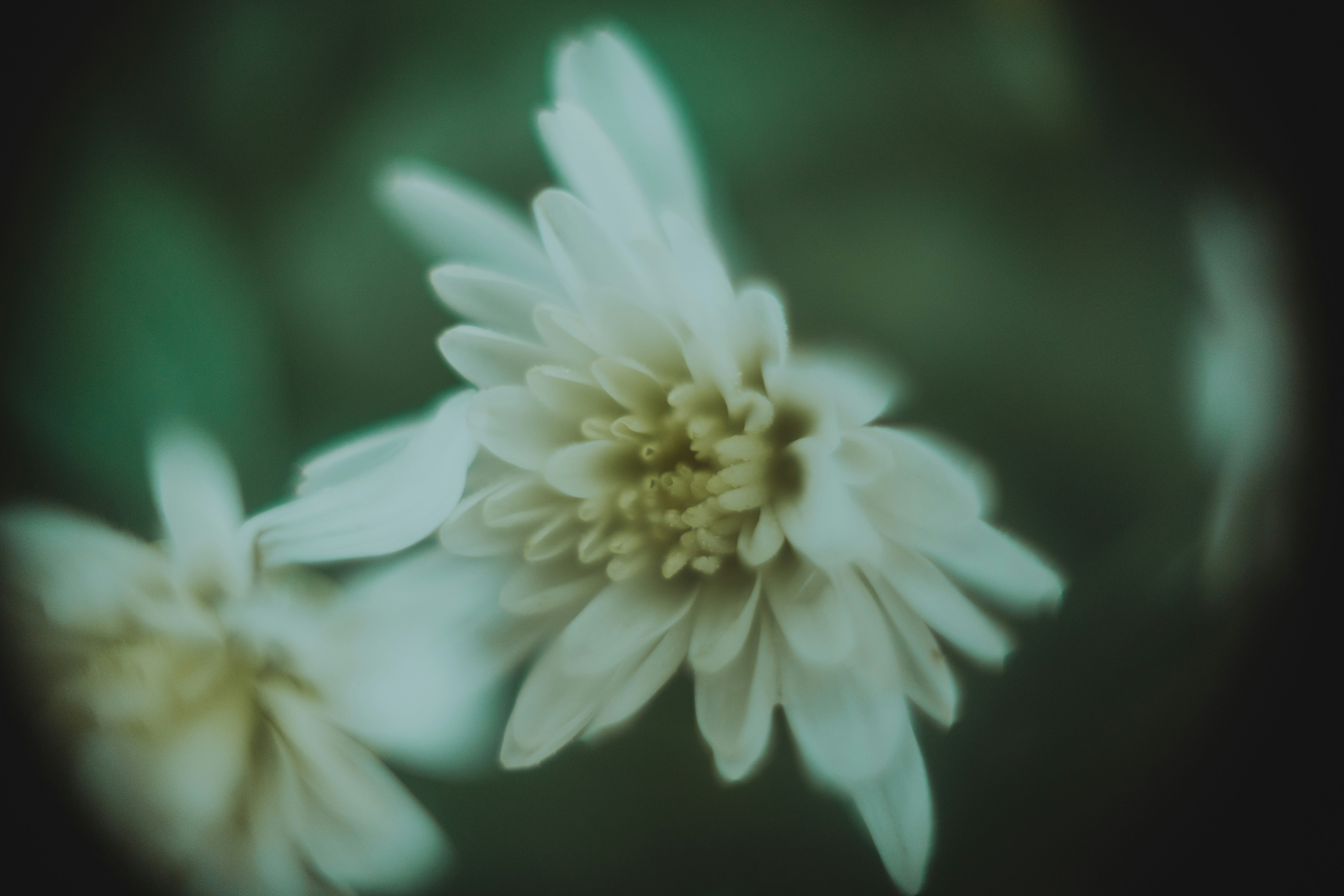 Photo by jakobustrop