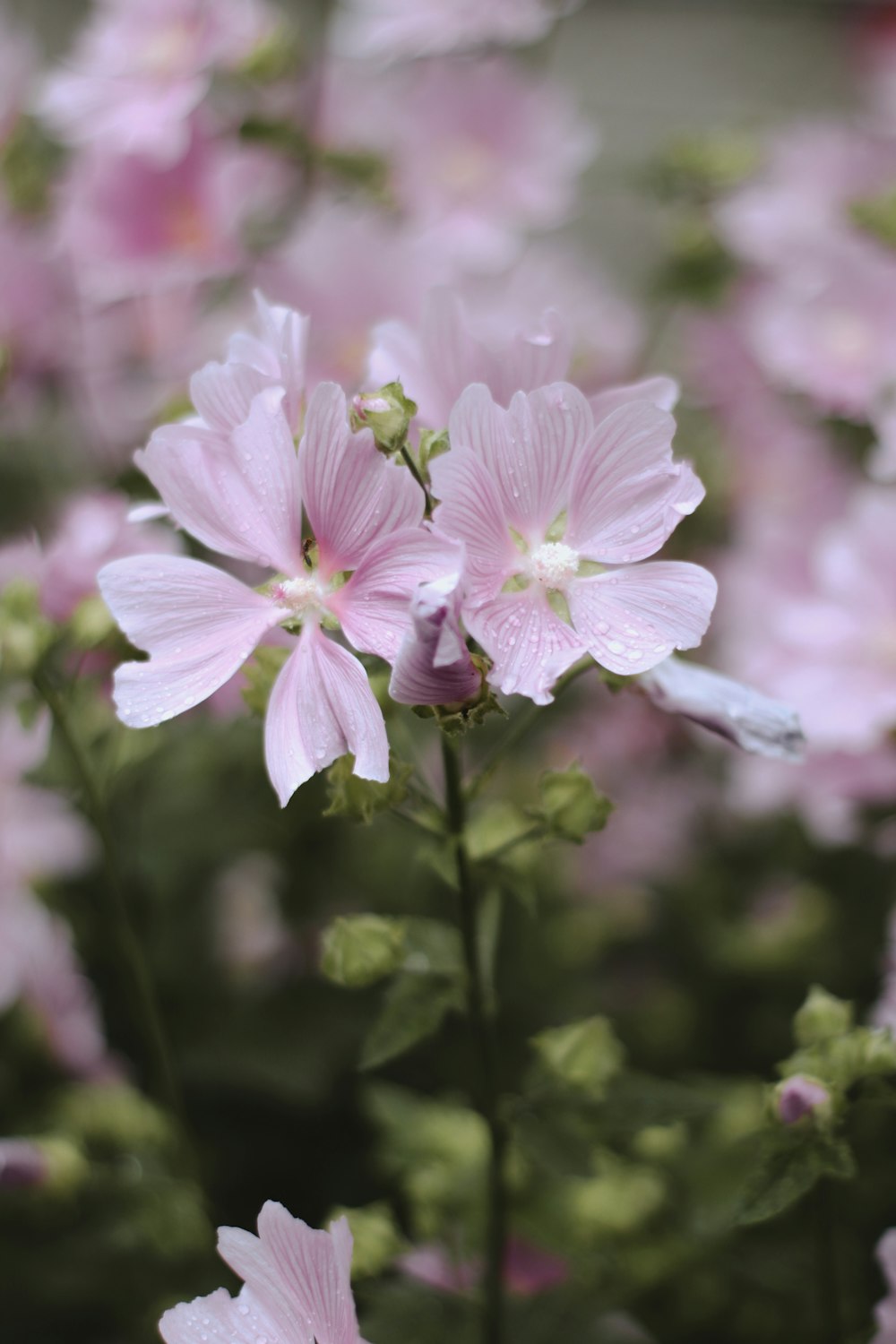 white and purple flower in tilt shift lens