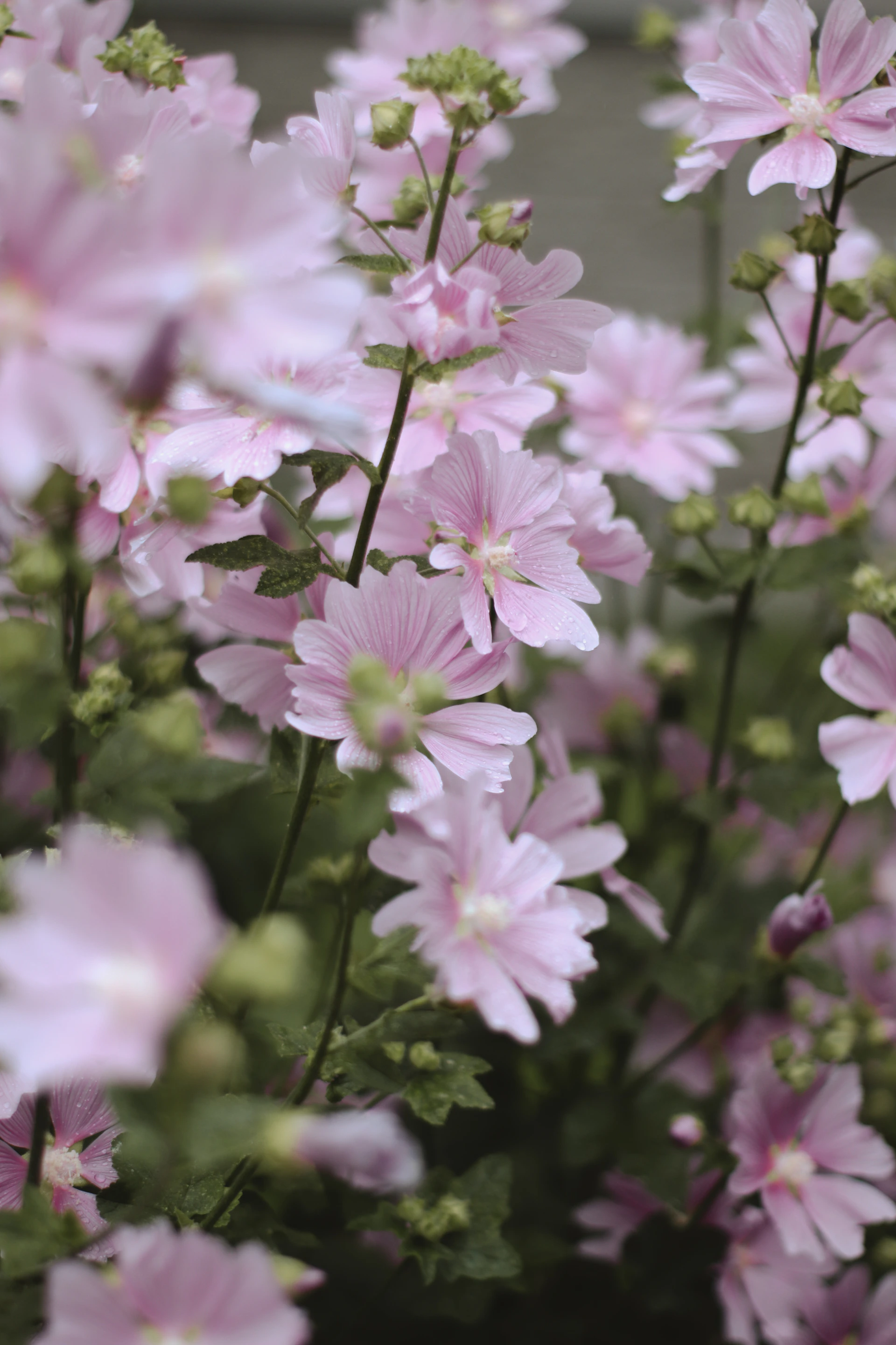 pink and white flowers in tilt shift lens