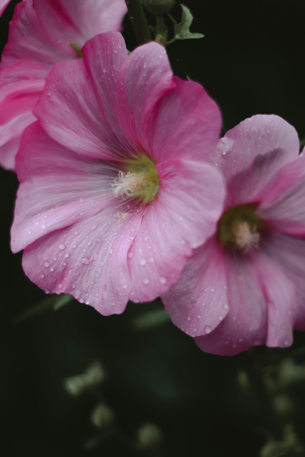 pink and white flower in macro shot