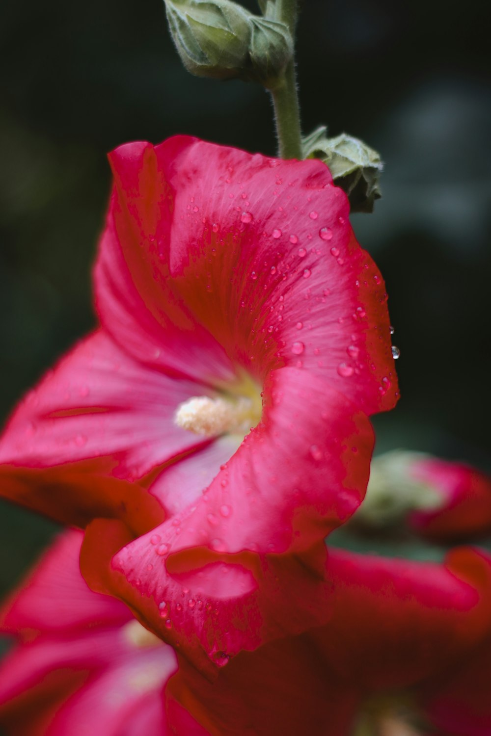 red hibiscus in bloom during daytime