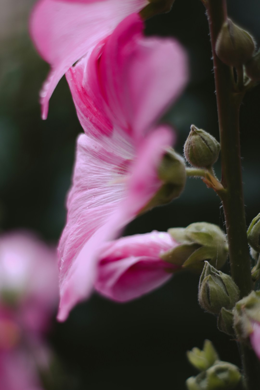 pink flower in macro shot