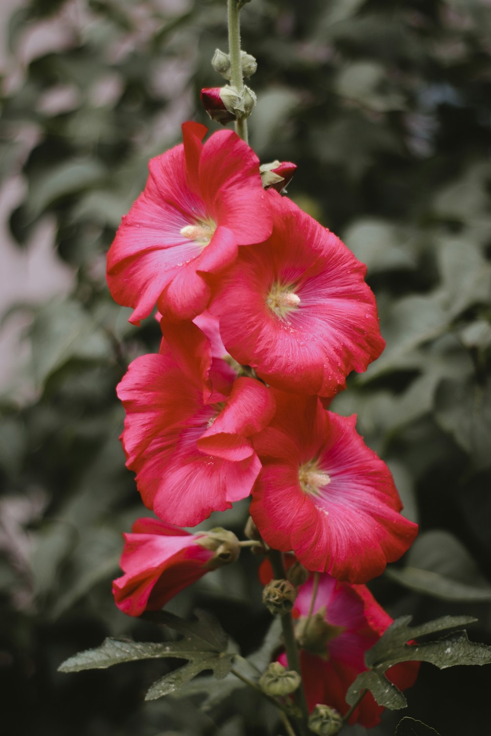 red hibiscus in bloom during daytime