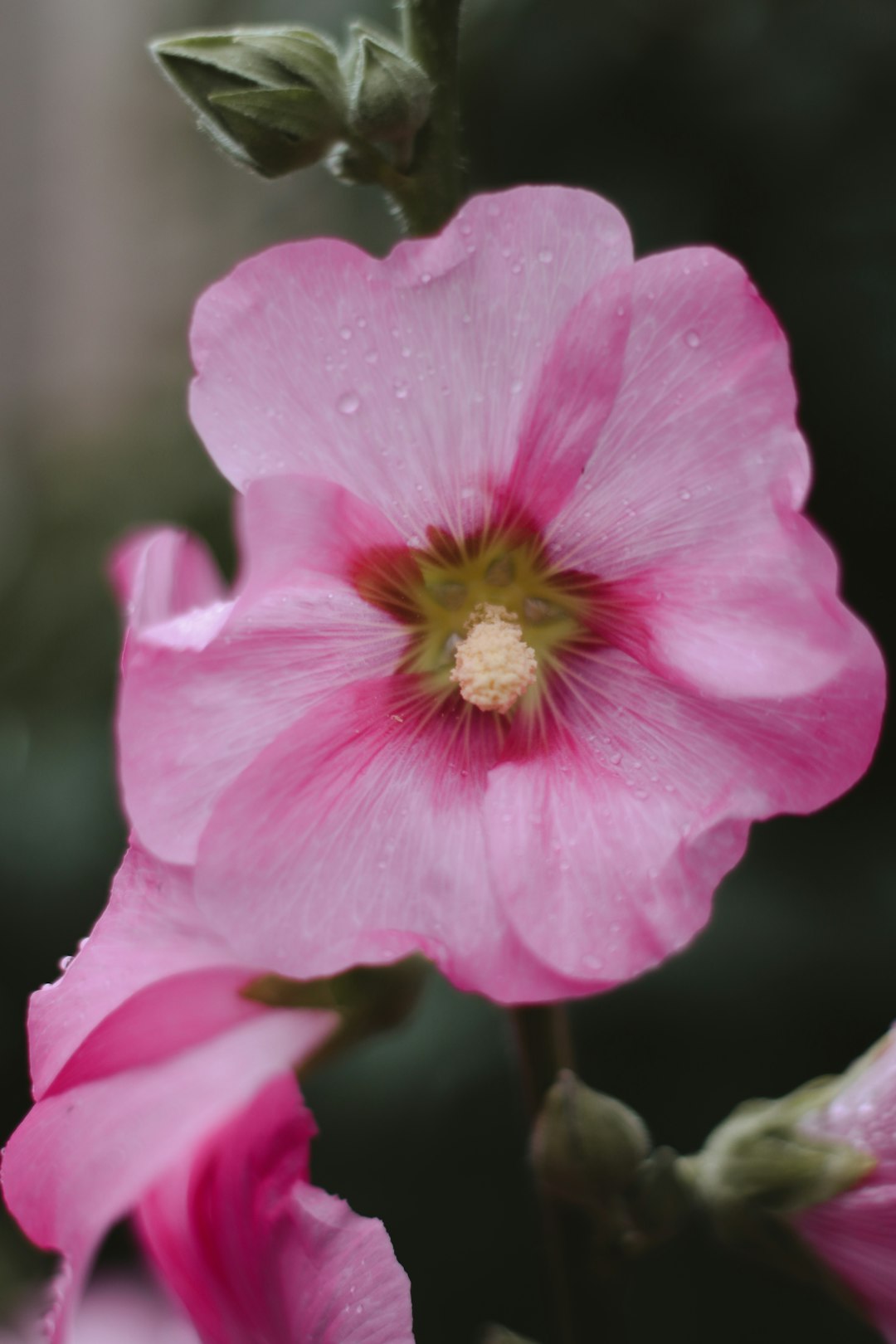 pink flower in tilt shift lens