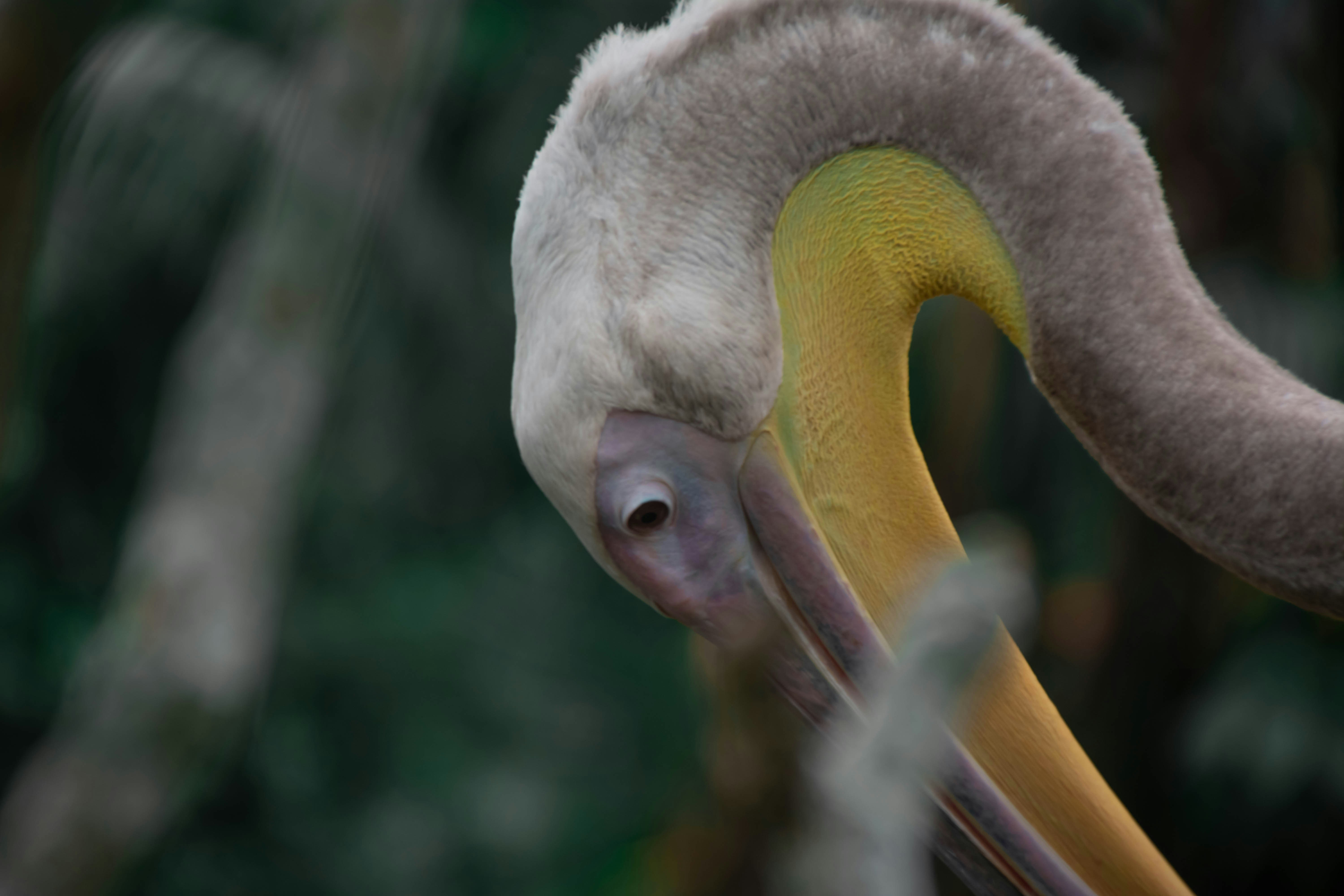 white and brown bird on brown metal fence during daytime
