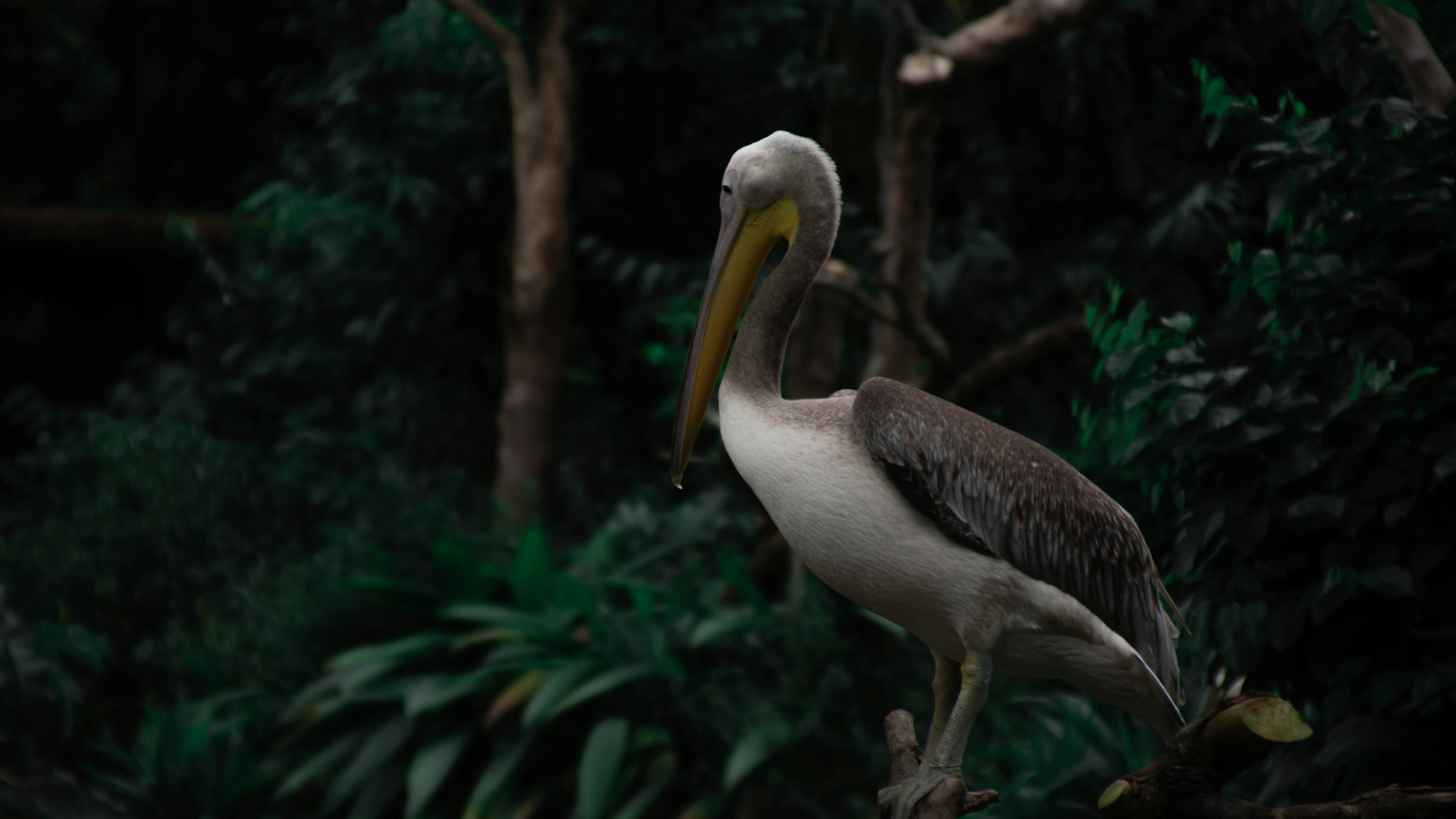 white and black pelican on brown wooden log