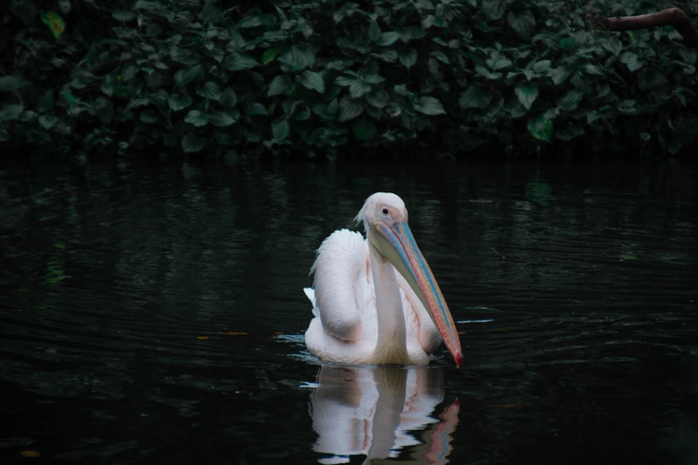 white pelican on water during daytime