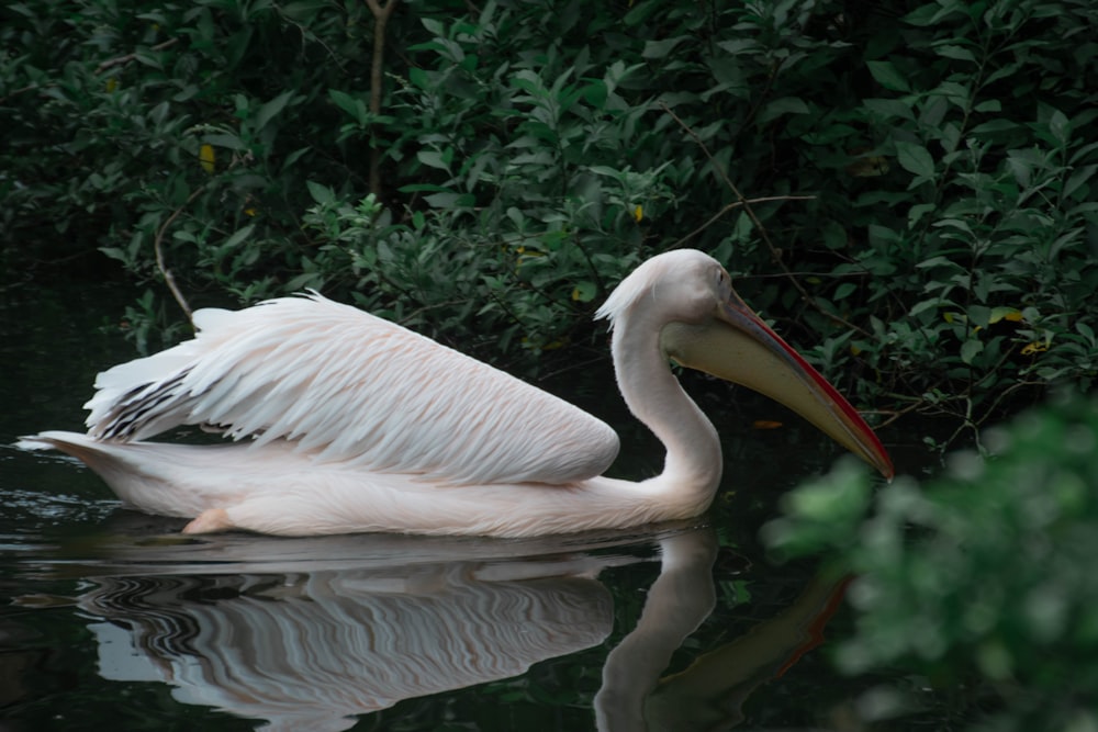 white pelican on body of water during daytime