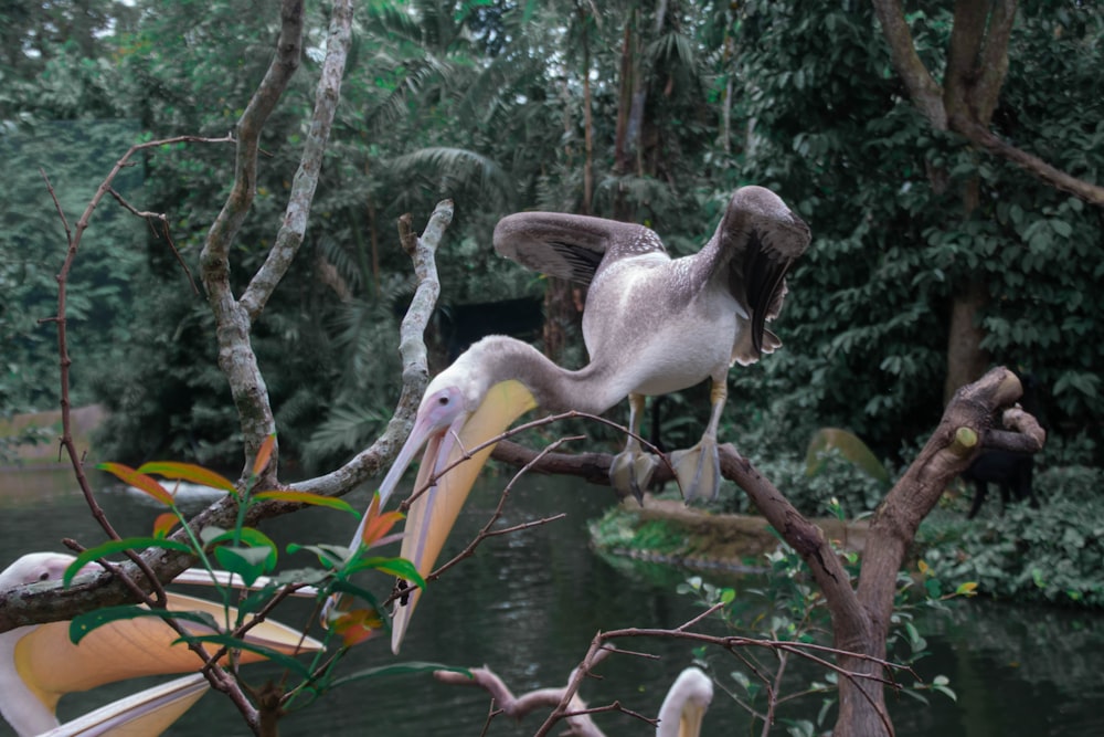 white pelican flying over the lake during daytime