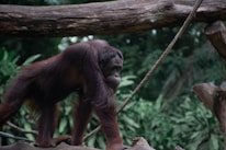 An orangutan is walking on a wooden structure surrounded by greenery. Its long arms and reddish-brown fur are visible against the backdrop of dense foliage. The setting suggests a natural or zoo environment.
