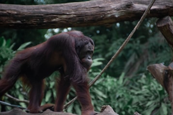 An orangutan is walking on a wooden structure surrounded by greenery. Its long arms and reddish-brown fur are visible against the backdrop of dense foliage. The setting suggests a natural or zoo environment.