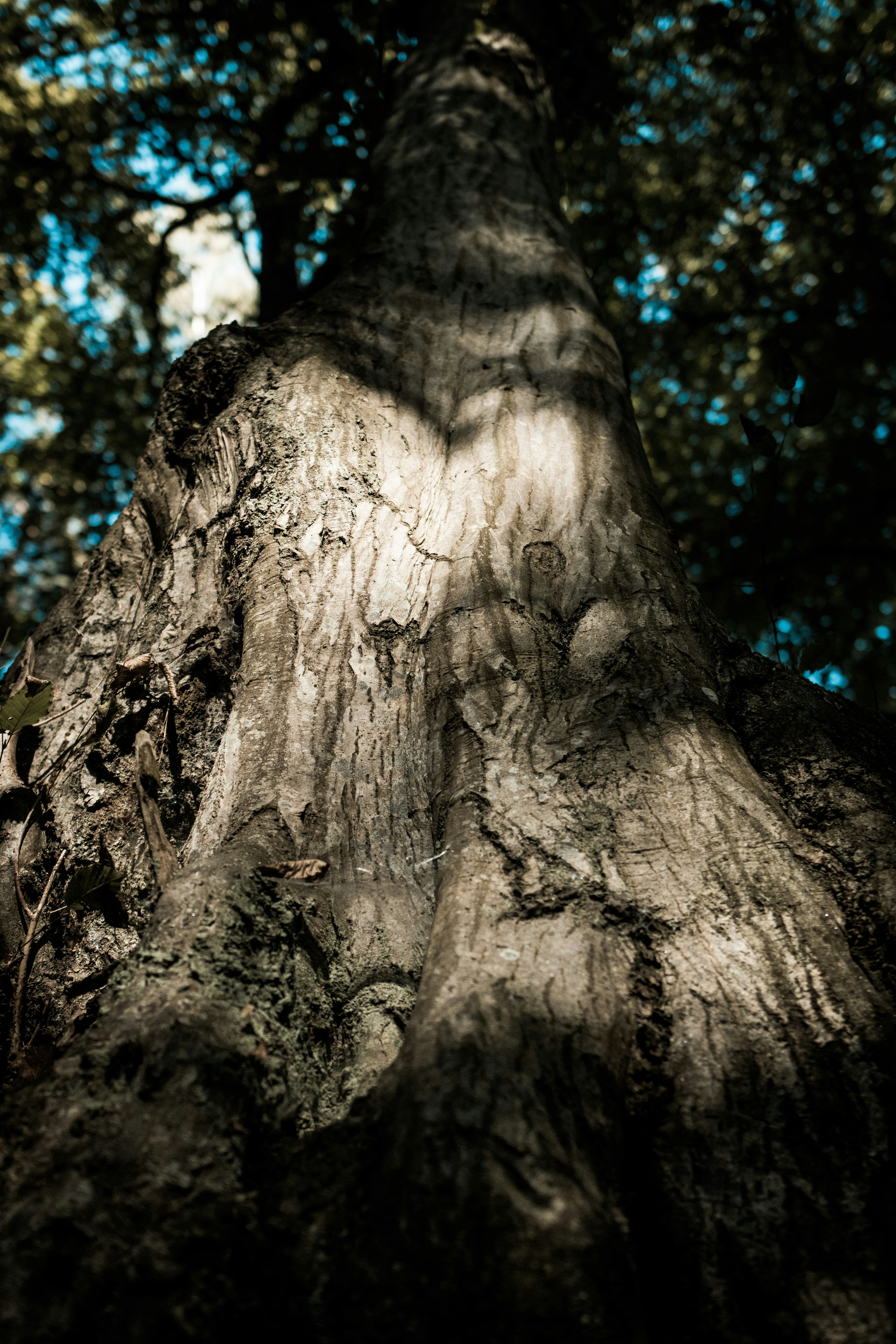 Photo by elledantelrunya