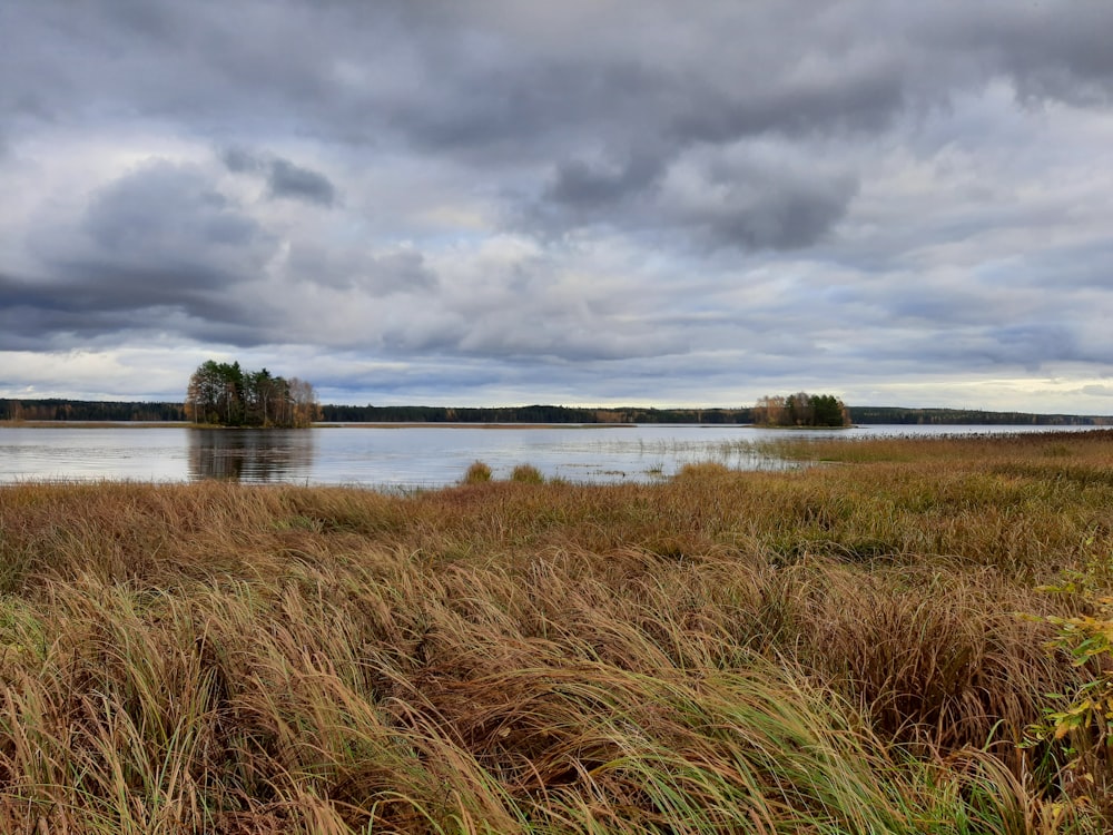 green grass near body of water under cloudy sky during daytime