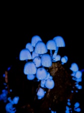 white and blue mushrooms on brown rock