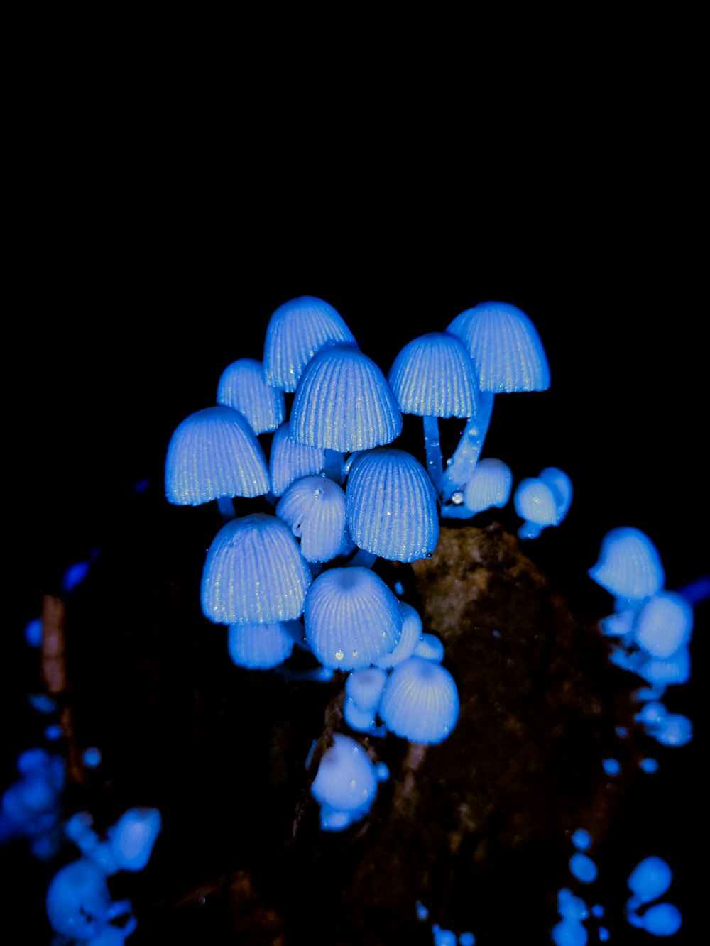 white and blue mushrooms on brown rock