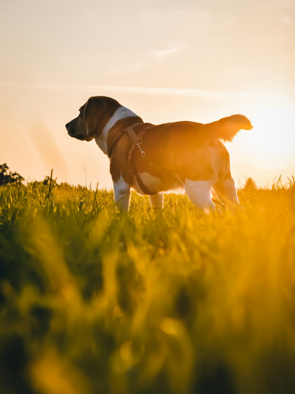 昼間の緑の芝生に茶色と白の短いコートの犬