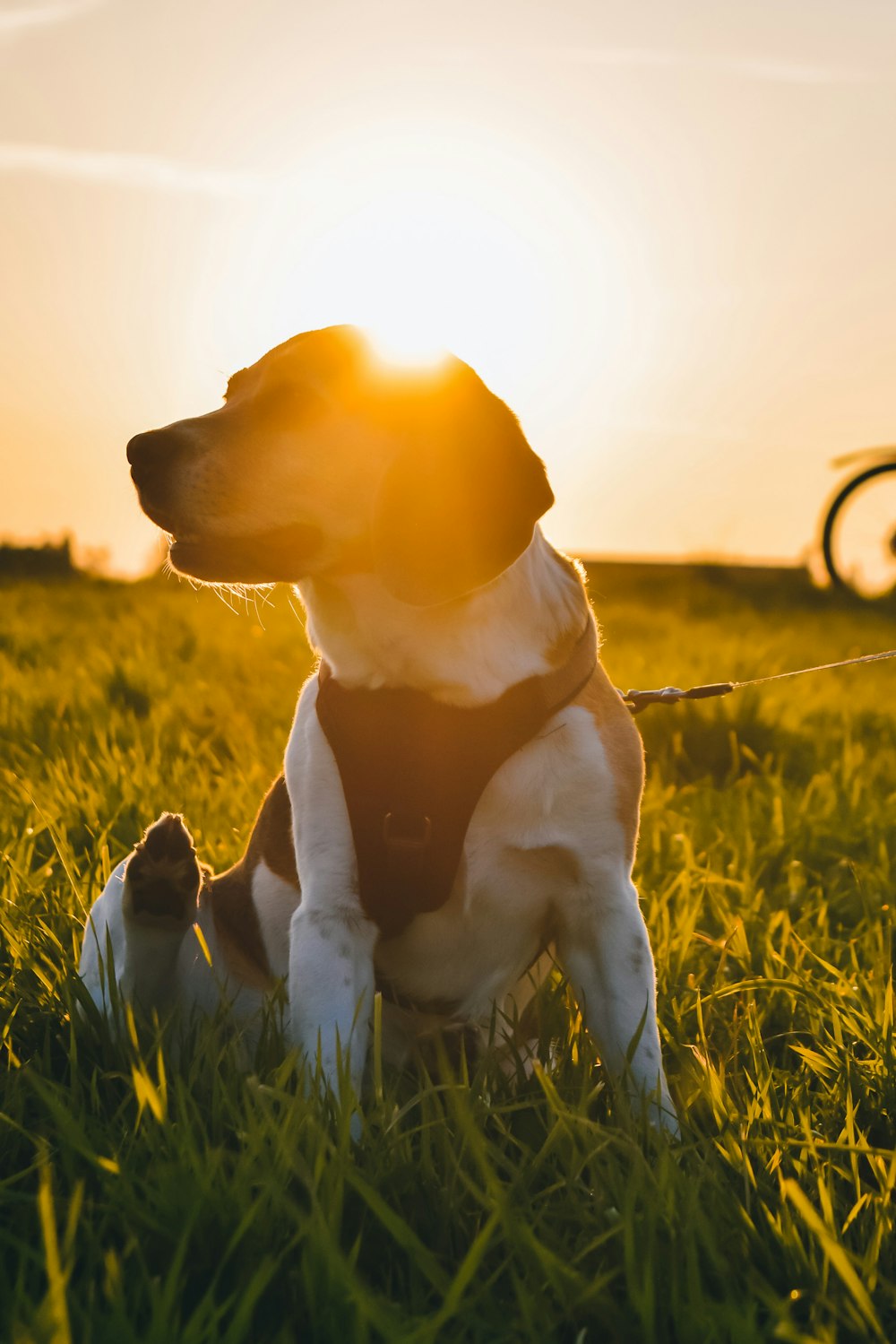 yellow labrador retriever puppy on green grass field during daytime