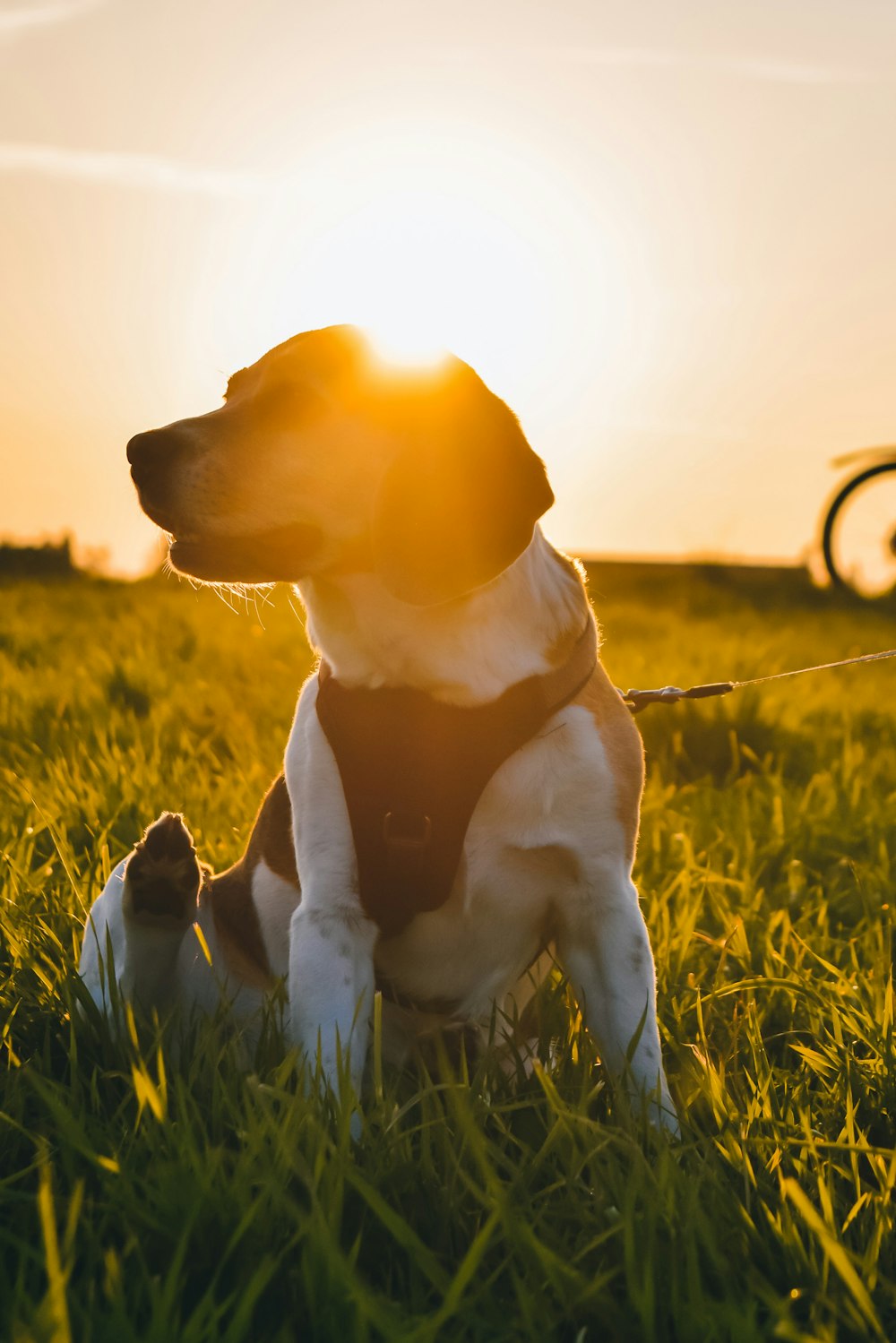 Cucciolo giallo del labrador retriever sul campo dell'erba verde durante il giorno