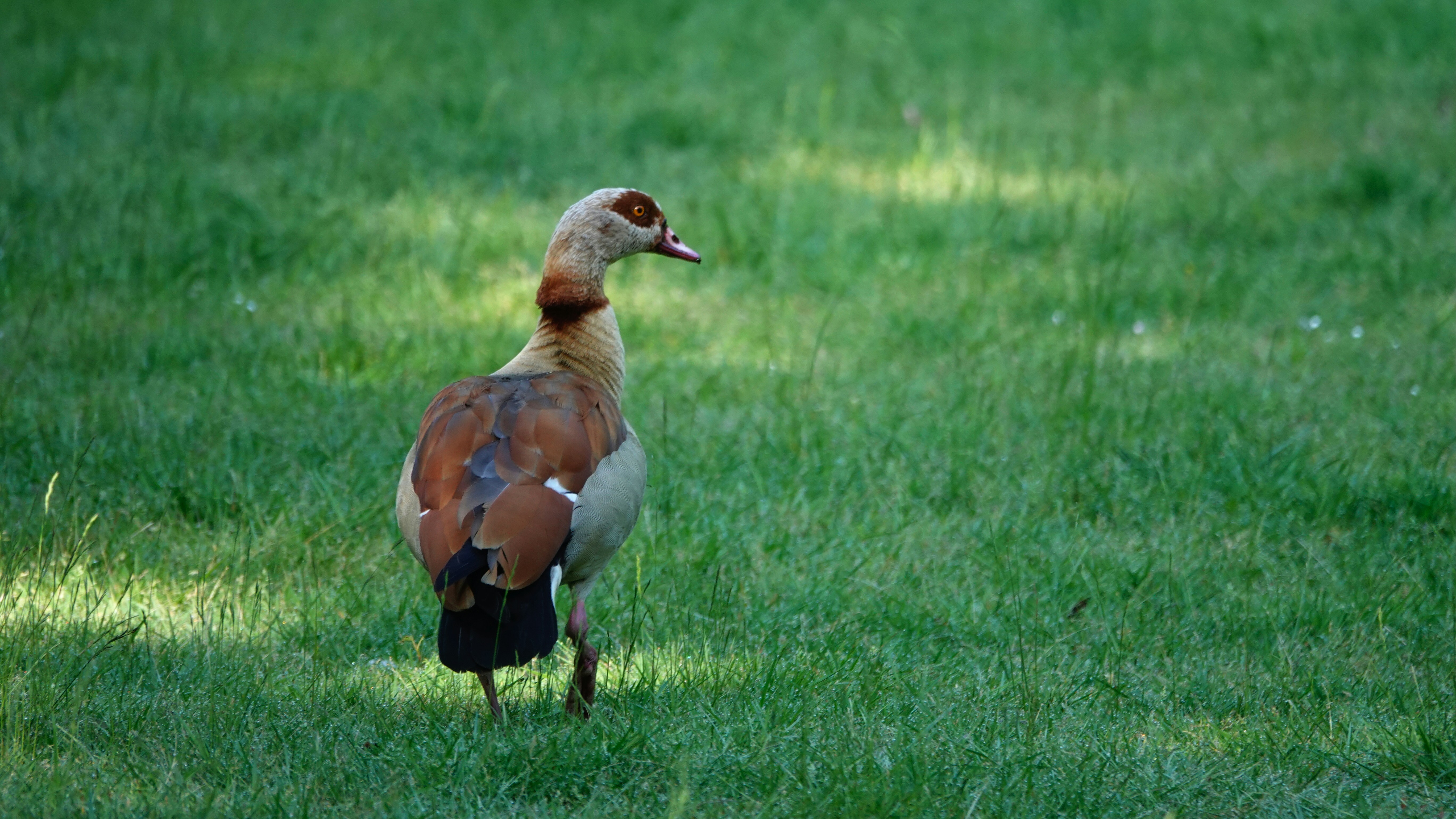 Photo by hooverpaul55