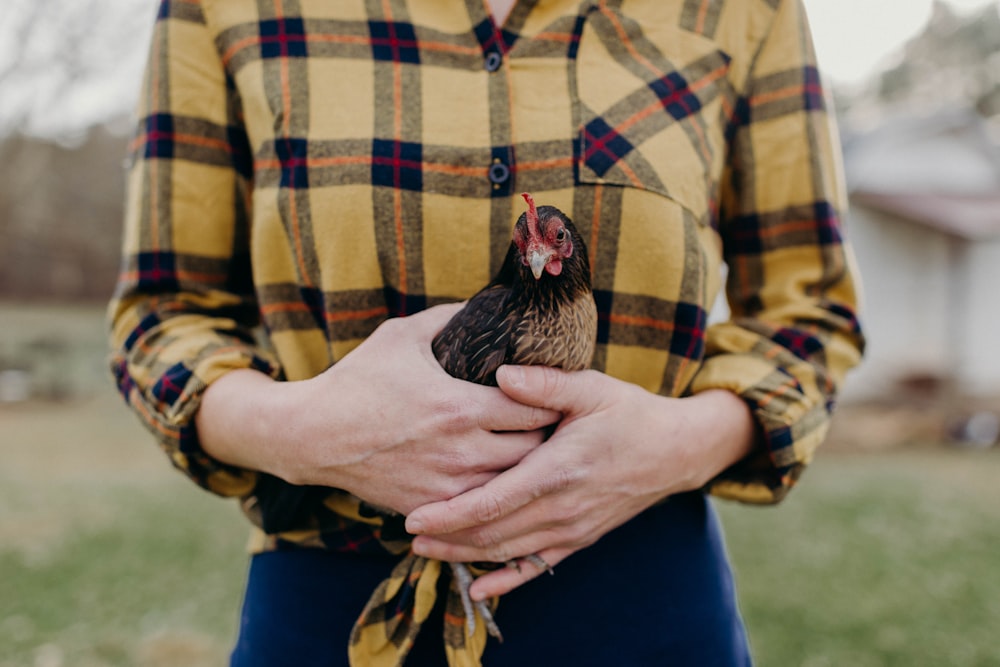 person holding white and black hen