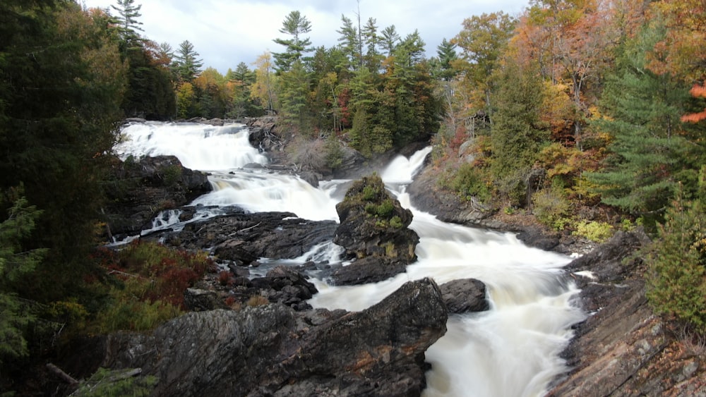 river in the middle of forest during daytime