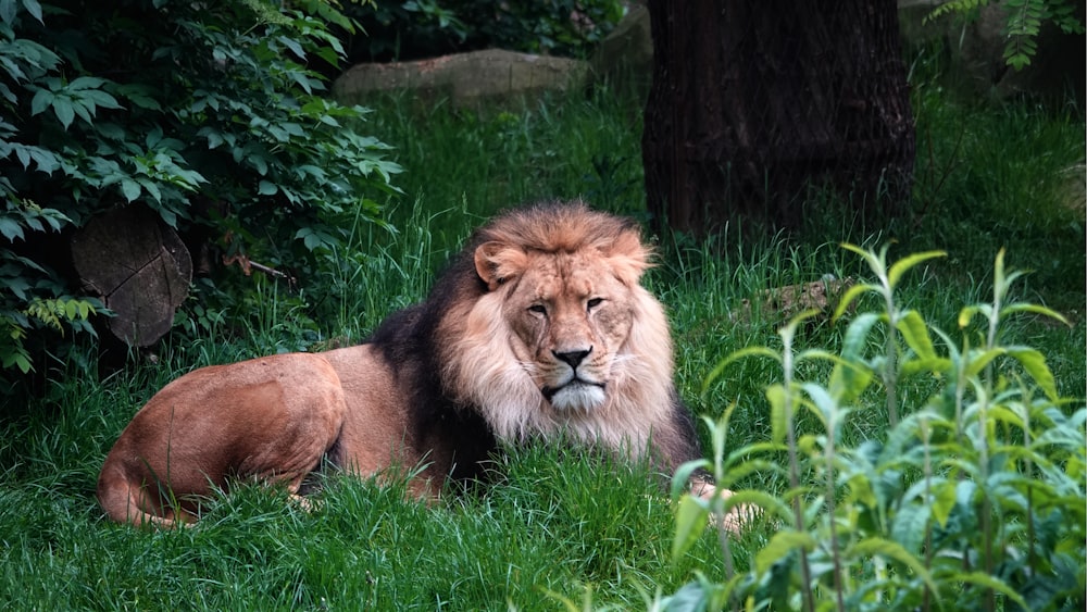 lion lying on green grass during daytime