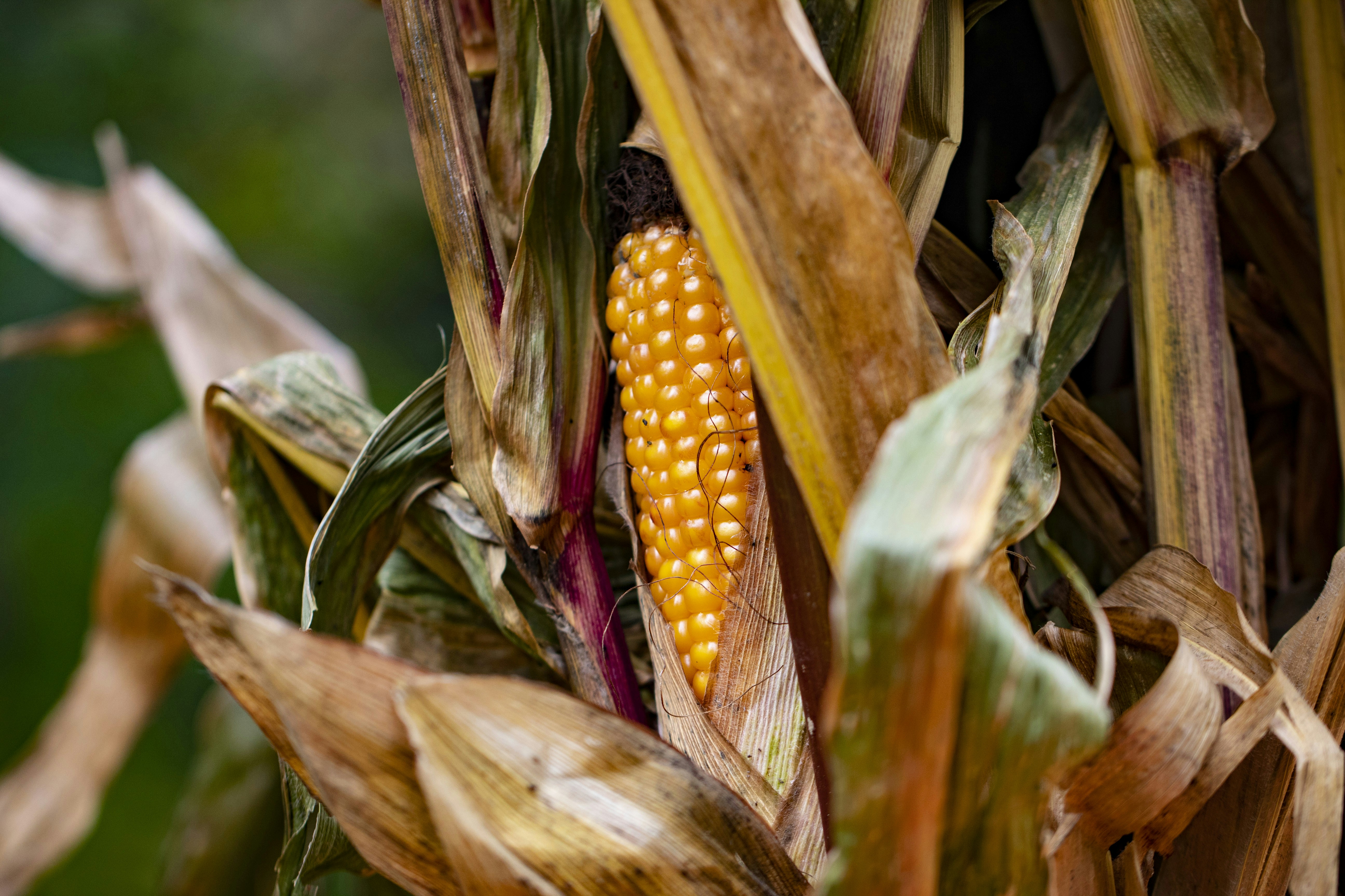 Photo by supardisign